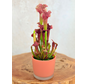 Plantenpot "Sien" - oranje | 9cm