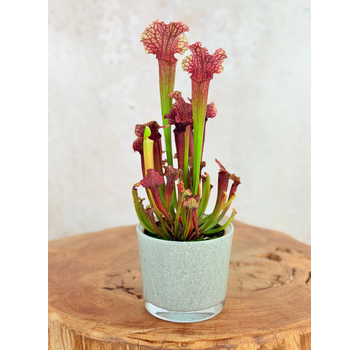 Plantenpot "Sien" - blauwgroen | 9cm