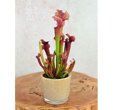 Plantenpot "Sien" - bruin/beige | 9cm