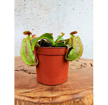 Bekerplant "Veitchii" | ø 8,5 cm x ↕ 5 cm