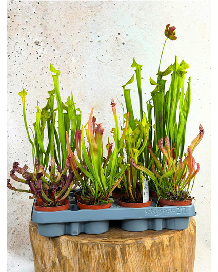 Buitenplanten SALE "Trompetbekerplant" - klein