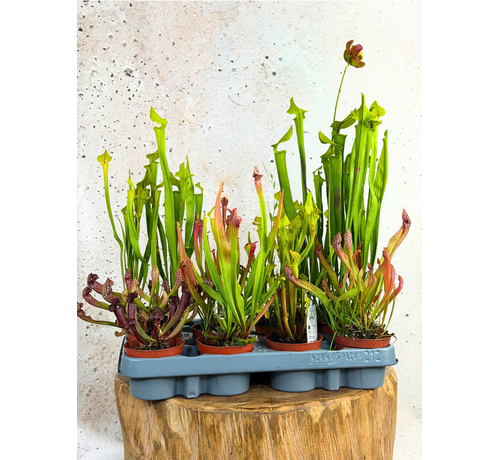 Buitenplanten SALE "Trompetbekerplant" - klein