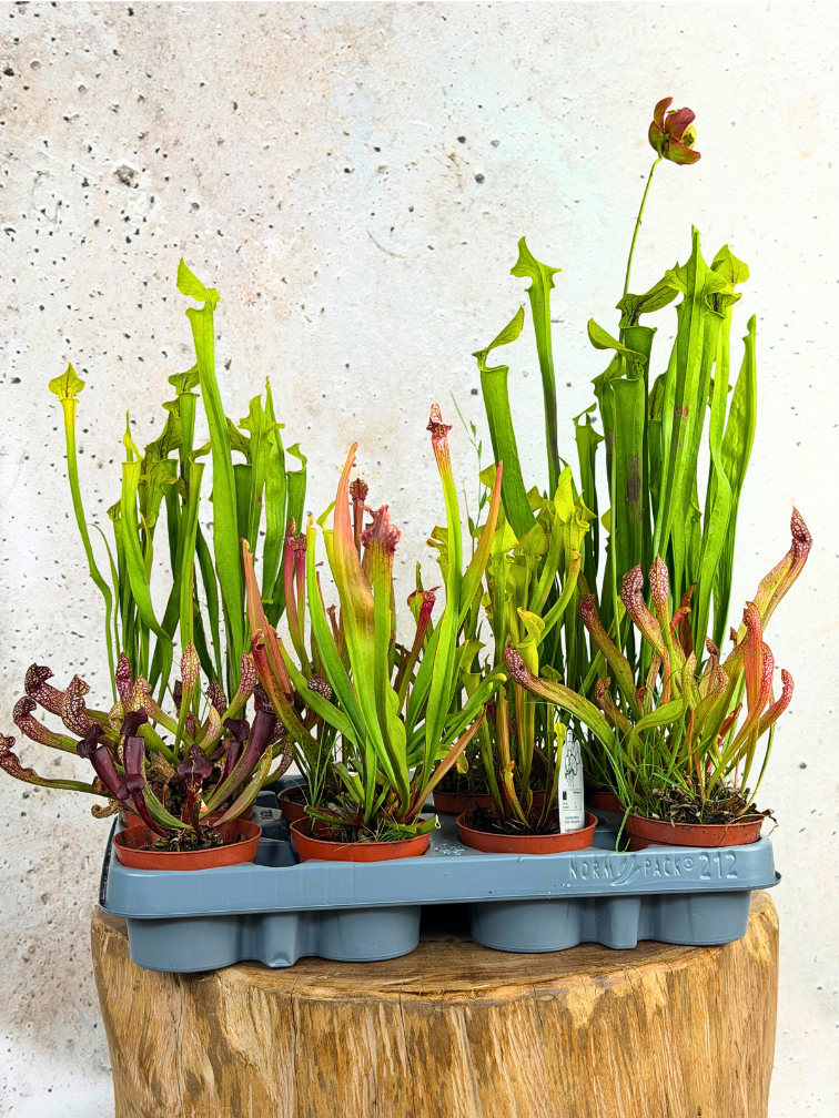 Buitenplanten SALE "Trompetbekerplant" - klein