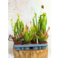 Buitenplanten SALE "Trompetbekerplant" - klein