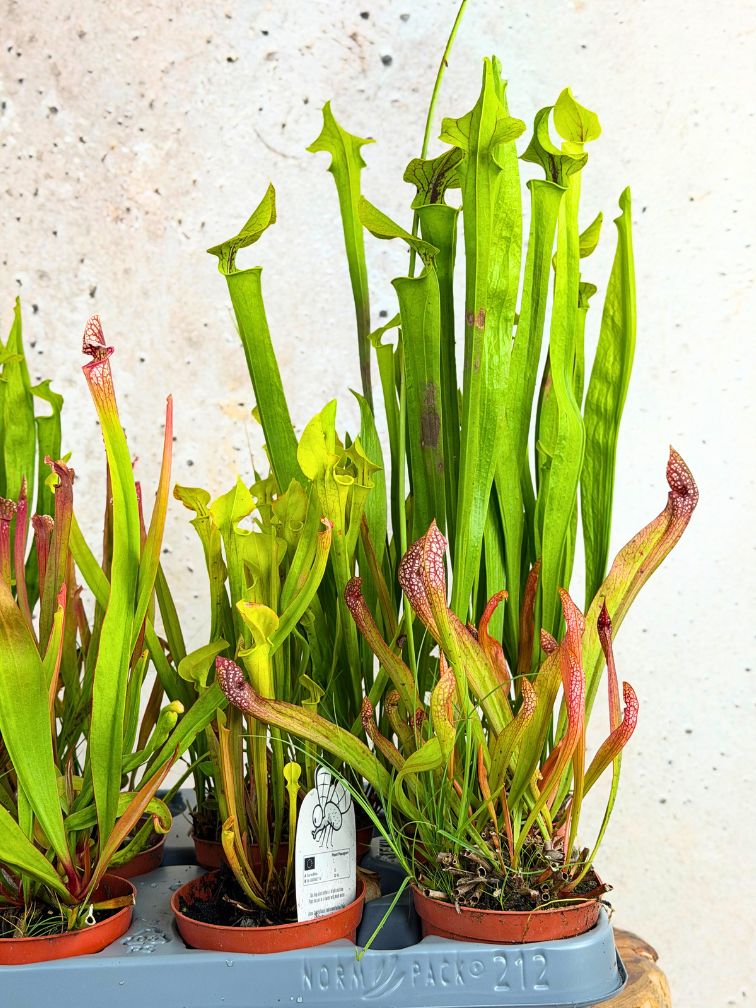 Buitenplanten SALE "Trompetbekerplant" - klein