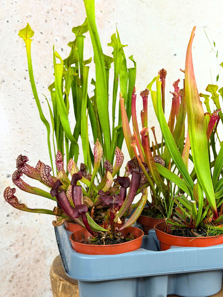 Buitenplanten SALE "Trompetbekerplant" - klein