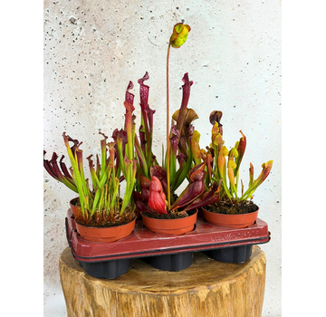 Buitenplanten SALE "Trompetbekerplant" - groot