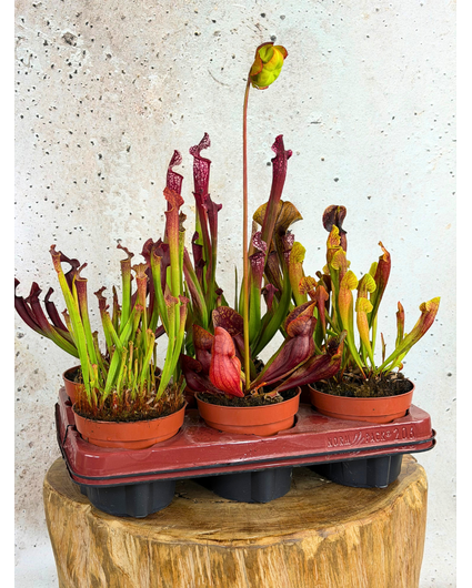Buitenplanten SALE "Trompetbekerplant" - groot