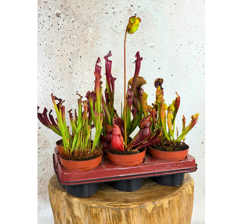 Buitenplanten SALE "Trompetbekerplant" - groot