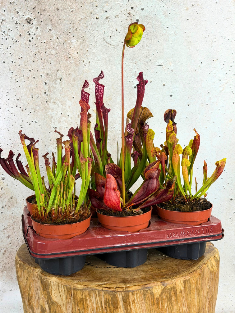 Buitenplanten SALE "Trompetbekerplant" - groot