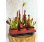 Buitenplanten SALE "Trompetbekerplant" - groot