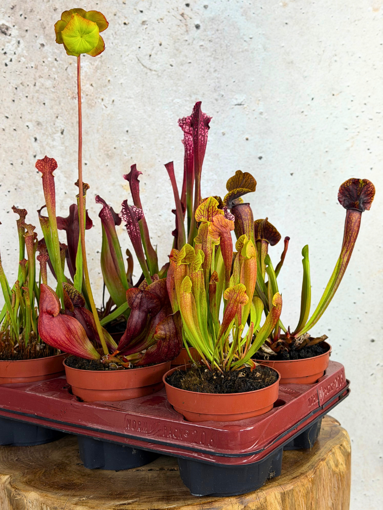 Buitenplanten SALE "Trompetbekerplant" - groot