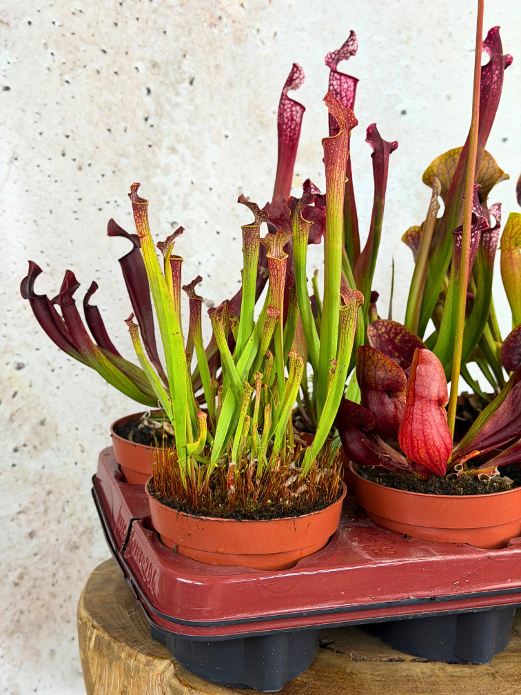 Buitenplanten SALE "Trompetbekerplant" - groot