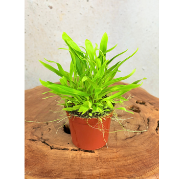 Blaasjeskruid "Longifolia"