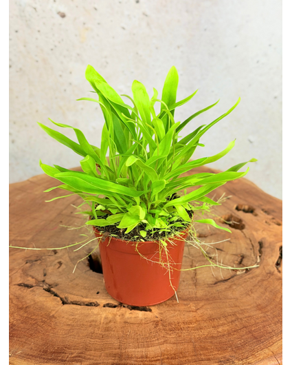 Blaasjeskruid "Longifolia"