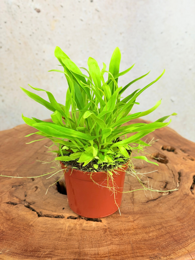 Blaasjeskruid "Longifolia"