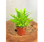 Blaasjeskruid "Longifolia"