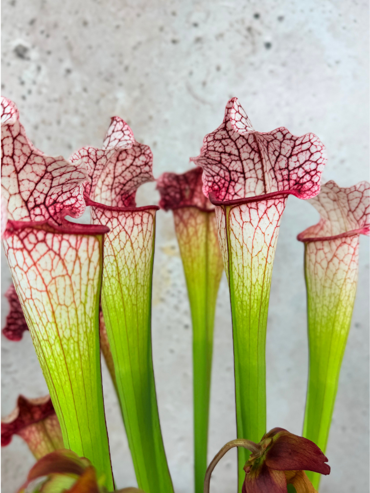 Trompetbekerplant "Dave" - groot | ø 12 cm x ↕ 20-30 cm