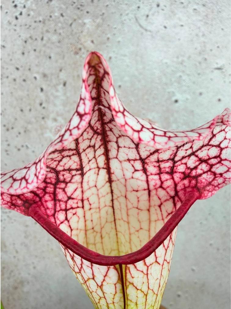 Trompetbekerplant "Dave" - groot | ø 12 cm x ↕ 20-30 cm