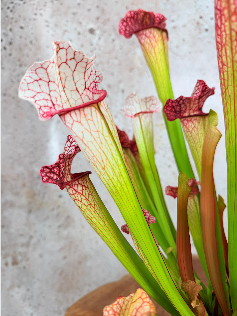 Trompetbekerplant "Dave" - groot | ø 12 cm x ↕ 20-30 cm
