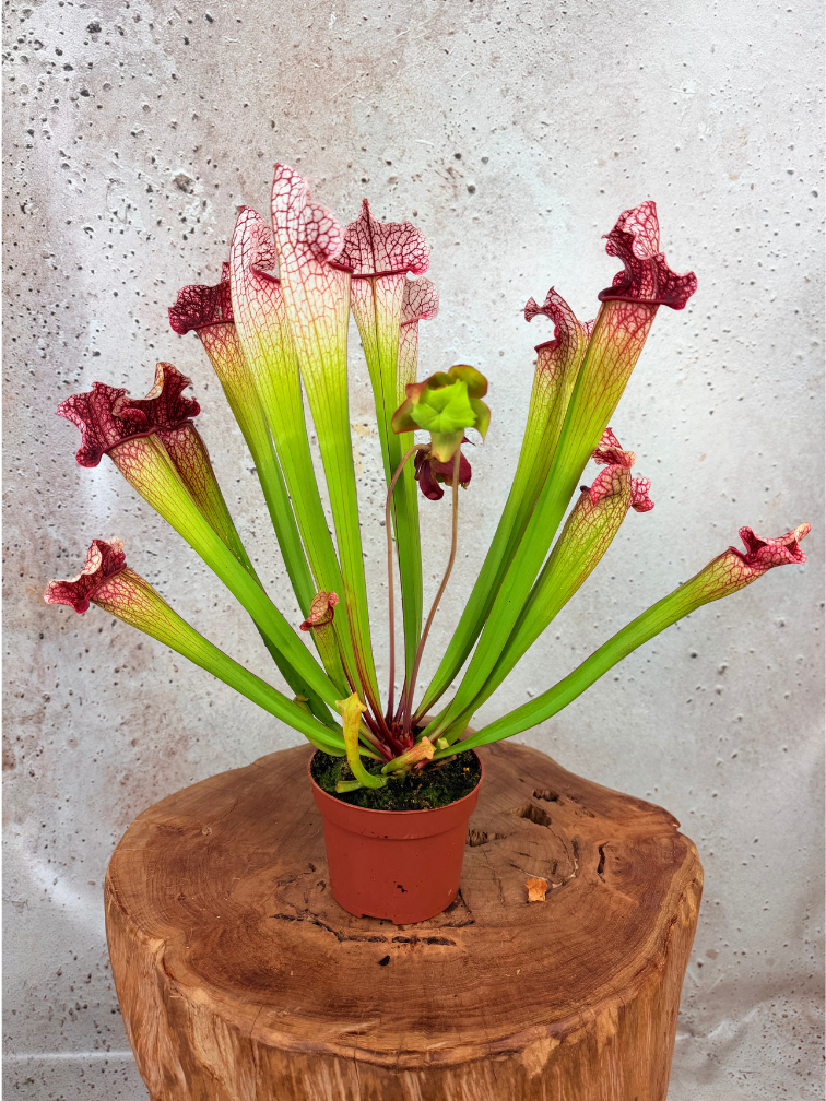 Trompetbekerplant "Dave" - groot | ø 12 cm x ↕ 20-30 cm