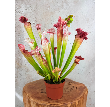 Trompetbekerplant "Dave" - groot | ø 12 cm x ↕ 20-30 cm