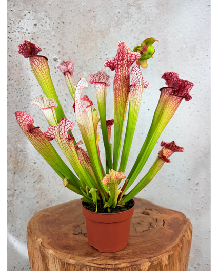 Trompetbekerplant "Dave" - groot | ø 12 cm x ↕ 20-30 cm