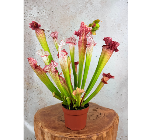 Trompetbekerplant "Dave" - groot | ø 12 cm x ↕ 20-30 cm