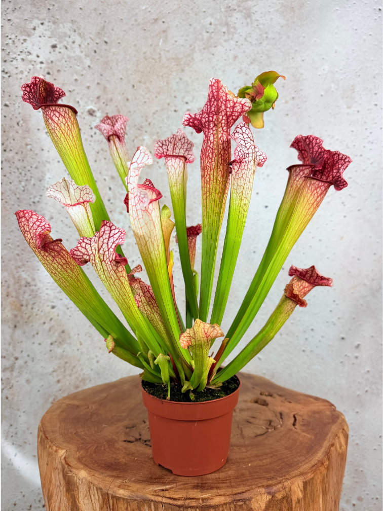 Trompetbekerplant "Dave" - groot | ø 12 cm x ↕ 20-30 cm