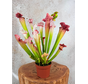 Trompetbekerplant "Dave" - groot | ø 12 cm x ↕ 20-30 cm