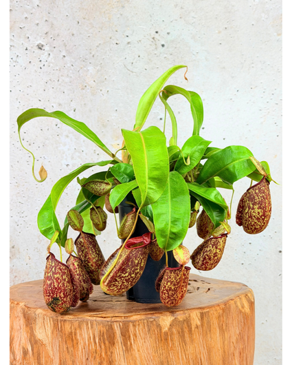 Bekerplant "Hookeriana" - groot | ø 12 cm x ↕ 25 cm