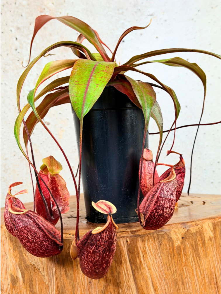 Bekerplant "x Suki" - groot | ø 12 cm x ↕ 15 cm