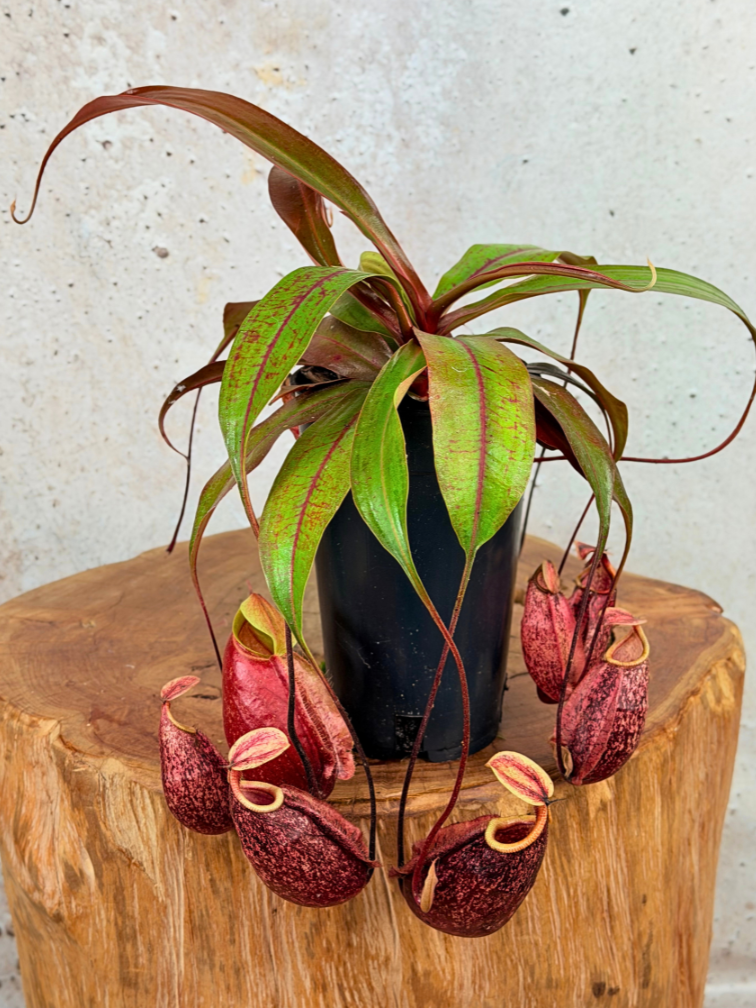 Bekerplant "x Suki" - groot | ø 12 cm x ↕ 15 cm