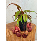 Bekerplant "x Suki" - groot | ø 12 cm x ↕ 15 cm