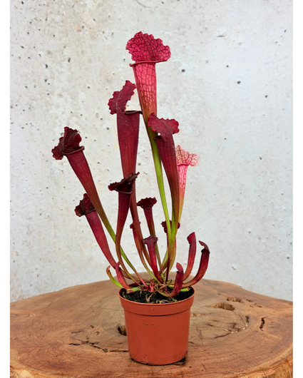 Trompetbekerplant "Juthatip Soper" | ø 8,5 cm x ↕ 15 cm