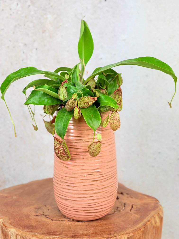 Plantenpot "Cato" - Pink | 12cm