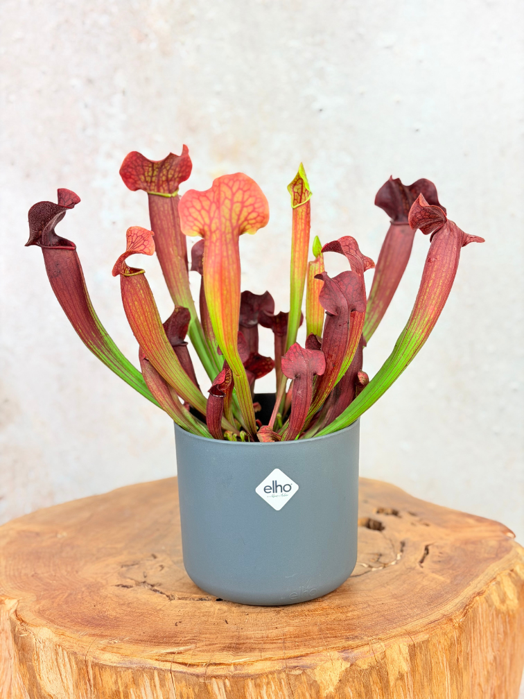 Plantenpot "Demi" - Antraciet - ELHO | 12cm - 2 voor de prijs van 1