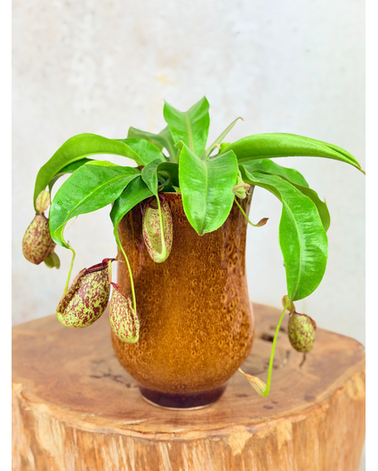 Plantenpot Keesje 'Caramel' | ⌀14x23cm
