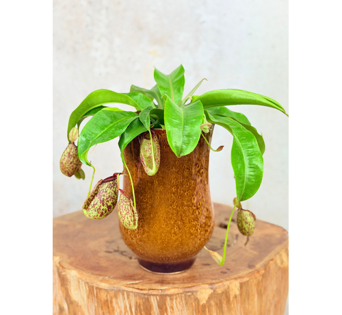Plantenpot Keesje 'Caramel' | ⌀14x23cm