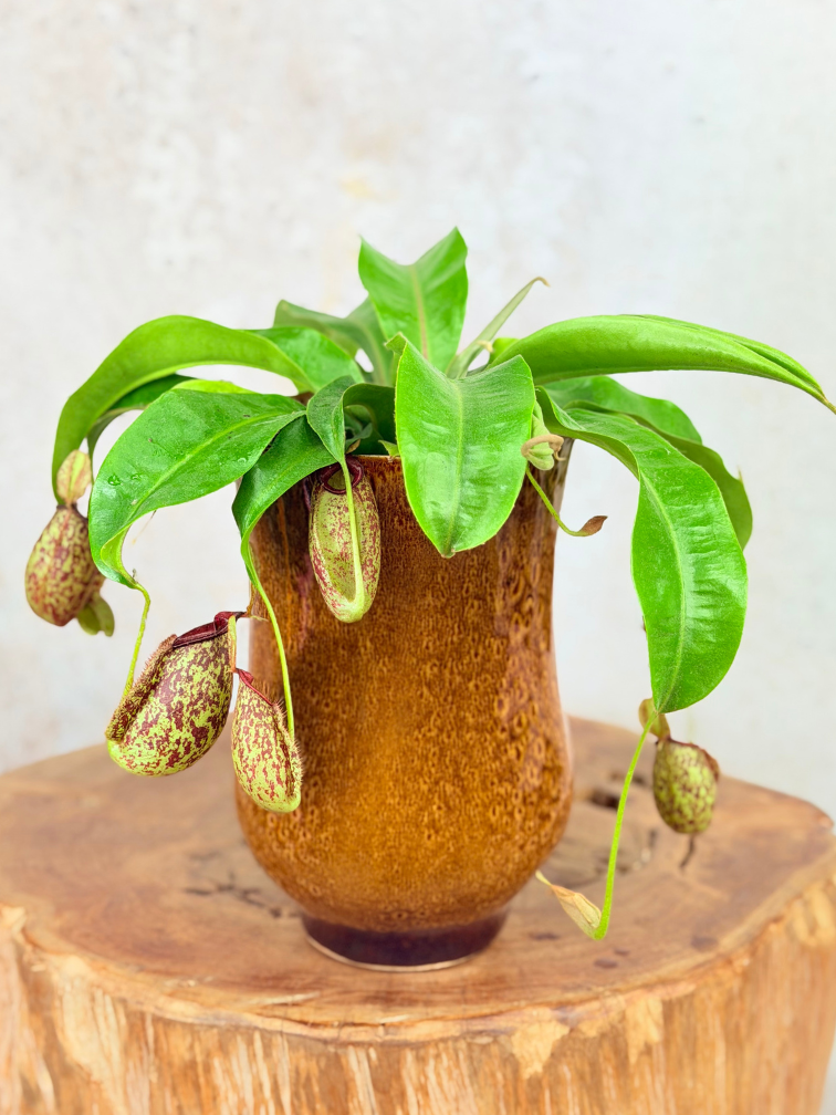 Plantenpot Keesje 'Caramel' | ⌀14x23cm