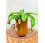 Plantenpot Keesje 'Caramel' | ⌀14x23cm