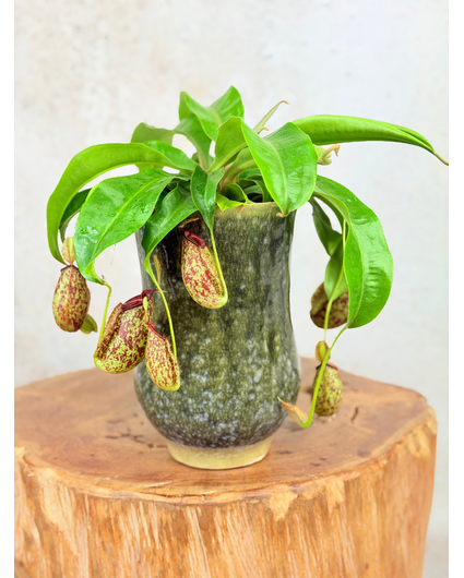 Plantenpot Keesje 'pine green' | ⌀14x23cm