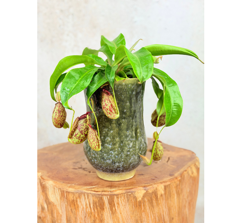 Plantenpot Keesje 'pine green' | ⌀14x23cm