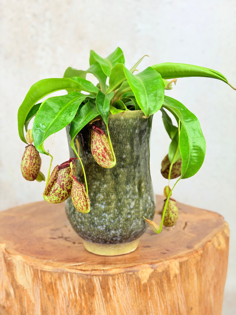 Plantenpot Keesje 'pine green' | ⌀14x23cm