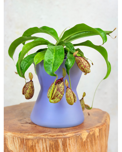Bloempot "Lila" | D19xH20