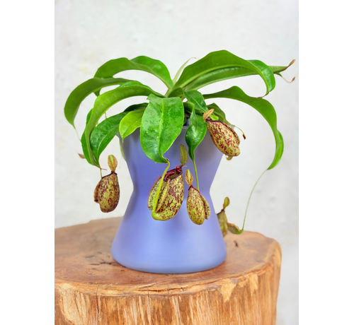 Bloempot "Lila" | D19xH20