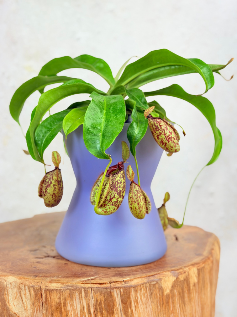 Bloempot "Lila" | D19xH20