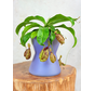 Bloempot "Lila" | D19xH20