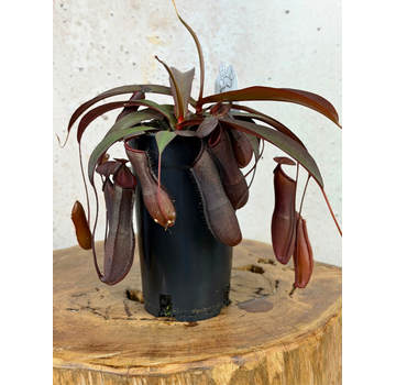 Bekerplant "Rebecca Soper" - groot | ø 12 cm x ↕ 25 cm
