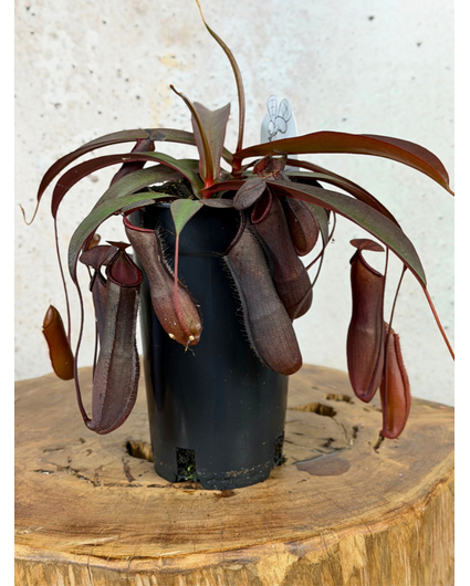 Bekerplant "Rebecca Soper" - groot | ø 12 cm x ↕ 25 cm